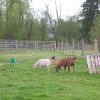 Goats grazing